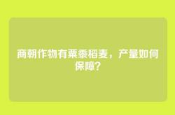 商朝作物有粟黍稻麦，产量如何保障？