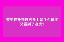 梦见猫扑到自己身上是什么征兆又看到了老虎？
