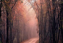 姜哪个朝代有的